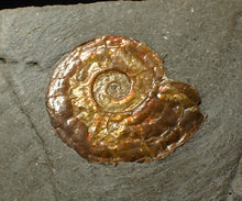 Load image into Gallery viewer, 20 mm juvenile Iridescent Psiloceras ammonite fossil display piece
