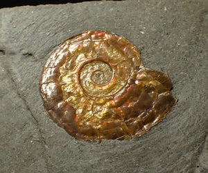 20 mm juvenile Iridescent Psiloceras ammonite fossil display piece