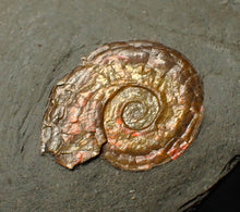 Load image into Gallery viewer, 20 mm juvenile Iridescent Psiloceras ammonite fossil display piece
