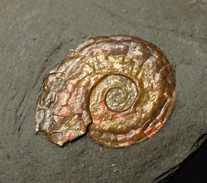 20 mm juvenile Iridescent Psiloceras ammonite fossil display piece