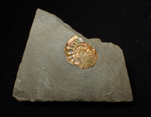 Load image into Gallery viewer, 22 mm juvenile iridescent Caloceras display ammonite fossil
