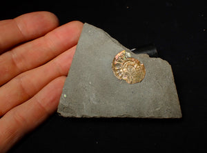 22 mm juvenile iridescent Caloceras display ammonite fossil