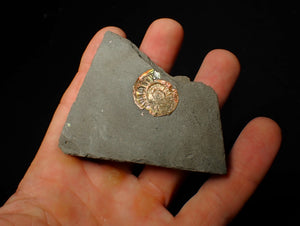 22 mm juvenile iridescent Caloceras display ammonite fossil