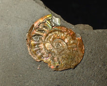 Load image into Gallery viewer, 22 mm juvenile iridescent Caloceras display ammonite fossil
