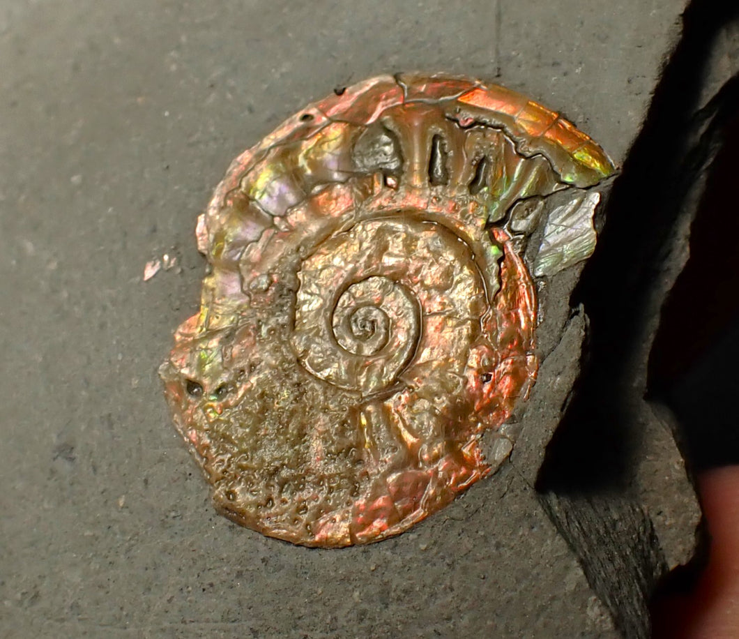 22 mm juvenile iridescent Caloceras display ammonite fossil