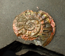 Load image into Gallery viewer, 22 mm juvenile iridescent Caloceras display ammonite fossil
