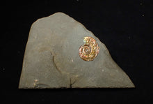 Load image into Gallery viewer, 18 mm juvenile Iridescent Psiloceras ammonite fossil display piece
