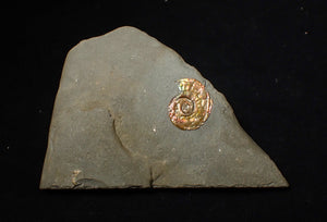 18 mm juvenile Iridescent Psiloceras ammonite fossil display piece