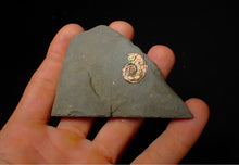 Load image into Gallery viewer, 18 mm juvenile Iridescent Psiloceras ammonite fossil display piece
