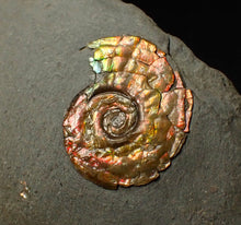 Load image into Gallery viewer, 18 mm juvenile Iridescent Psiloceras ammonite fossil display piece
