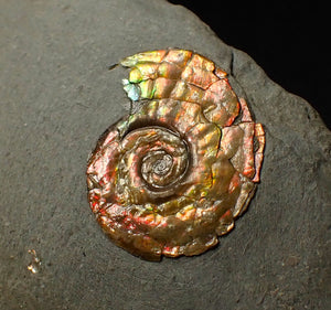 18 mm juvenile Iridescent Psiloceras ammonite fossil display piece