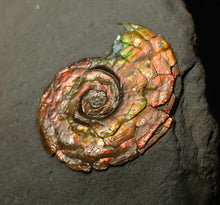 Load image into Gallery viewer, 18 mm juvenile Iridescent Psiloceras ammonite fossil display piece
