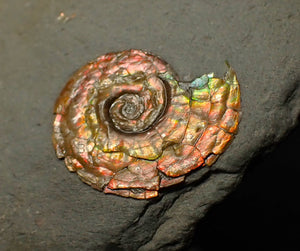 18 mm juvenile Iridescent Psiloceras ammonite fossil display piece