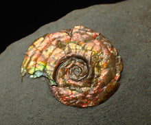 Load image into Gallery viewer, 18 mm juvenile Iridescent Psiloceras ammonite fossil display piece
