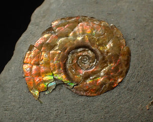 18 mm juvenile Iridescent Psiloceras ammonite fossil display piece