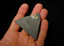 Load image into Gallery viewer, 16 mm juvenile Iridescent Psiloceras ammonite fossil display piece
