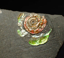 Load image into Gallery viewer, 16 mm juvenile Iridescent Psiloceras ammonite fossil display piece
