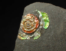 Load image into Gallery viewer, 16 mm juvenile Iridescent Psiloceras ammonite fossil display piece
