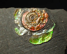 Load image into Gallery viewer, 16 mm juvenile Iridescent Psiloceras ammonite fossil display piece
