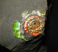 Load image into Gallery viewer, 16 mm juvenile Iridescent Psiloceras ammonite fossil display piece
