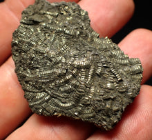 Load image into Gallery viewer, Detailed pyrite crinoid fossil (48 mm) Pentacrinites
