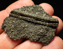 Load image into Gallery viewer, Detailed pyrite crinoid fossil (48 mm) Pentacrinites
