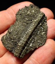 Load image into Gallery viewer, Detailed pyrite crinoid fossil (48 mm) Pentacrinites
