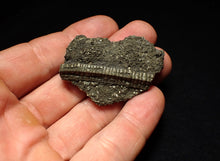 Load image into Gallery viewer, Detailed pyrite crinoid fossil (48 mm) Pentacrinites
