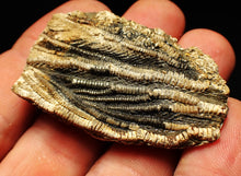 Load image into Gallery viewer, Detailed crinoid head fossil (50 mm) Pentacrinites fossilis
