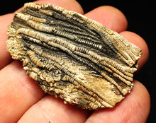 Load image into Gallery viewer, Detailed crinoid head fossil (50 mm) Pentacrinites fossilis
