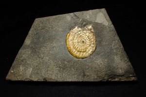Complete 50mm green & orange iridescent Caloceras display ammonite fossil