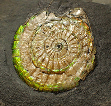 Load image into Gallery viewer, Complete 50mm green &amp; orange iridescent Caloceras display ammonite fossil
