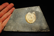 Load image into Gallery viewer, Complete 50mm green &amp; orange iridescent Caloceras display ammonite fossil
