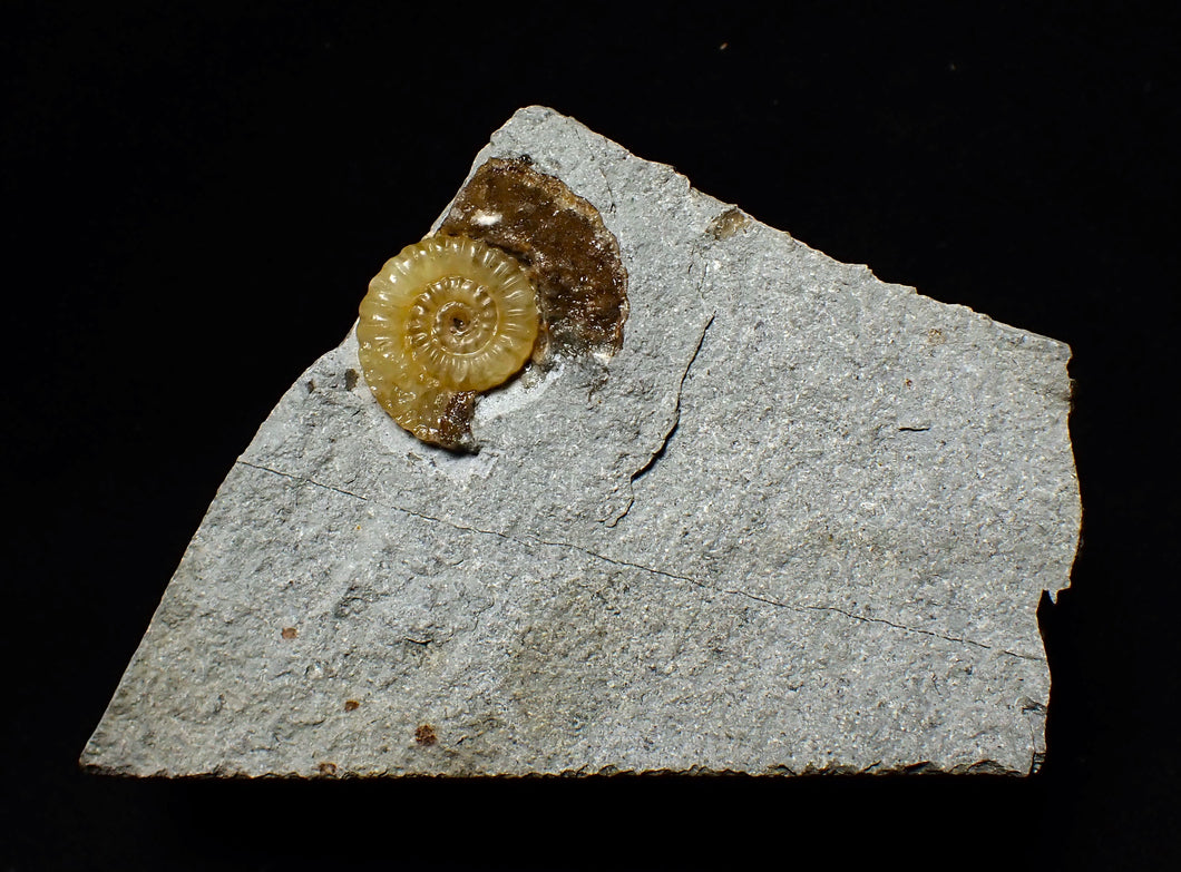 Calcite Promicroceras ammonite display piece (20 mm)