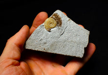 Load image into Gallery viewer, Calcite Promicroceras ammonite display piece (20 mm)
