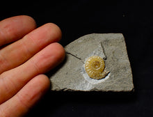 Load image into Gallery viewer, Calcite Promicroceras ammonite display piece (20 mm)
