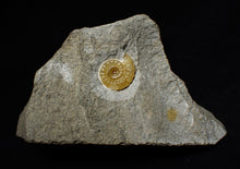 Load image into Gallery viewer, Calcite Promicroceras ammonite display piece (15 mm)
