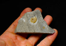 Load image into Gallery viewer, Calcite Promicroceras ammonite display piece (15 mm)
