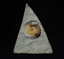 Load image into Gallery viewer, Large calcite Promicroceras ammonite display piece (28 mm)

