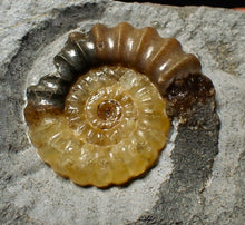 Load image into Gallery viewer, Large calcite Promicroceras ammonite display piece (28 mm)
