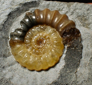Large calcite Promicroceras ammonite display piece (28 mm)