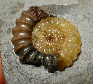 Large calcite Promicroceras ammonite display piece (28 mm)