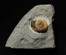 Load image into Gallery viewer, Calcite Promicroceras ammonite display piece (18 mm)
