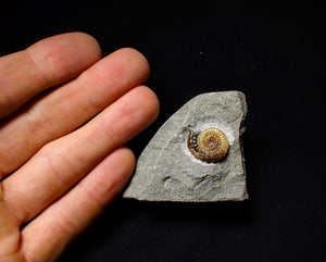 Calcite Promicroceras ammonite display piece (18 mm)