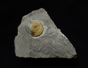 Calcite Promicroceras ammonite display piece (15 mm)