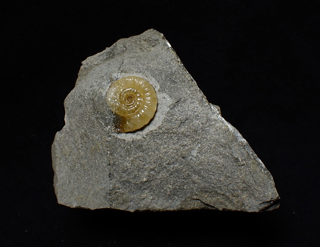 Calcite Promicroceras ammonite display piece (15 mm)