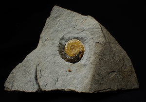 Calcite Promicroceras ammonite fossil display piece (30 mm)