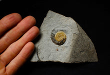 Load image into Gallery viewer, Calcite Promicroceras ammonite fossil display piece (30 mm)
