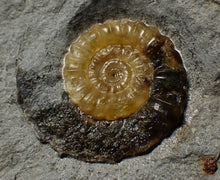 Load image into Gallery viewer, Calcite Promicroceras ammonite fossil display piece (30 mm)
