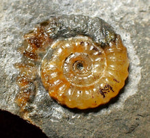 Load image into Gallery viewer, Calcite Promicroceras ammonite fossil display piece (21mm)
